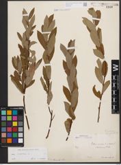 Foto von Salix cinerea L.